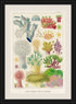 ornate black wood frame Great Barrier Reef vintage print wall art
